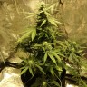 Недорогие семена марихуаны Auto Big Bang feminised Ganja Seeds