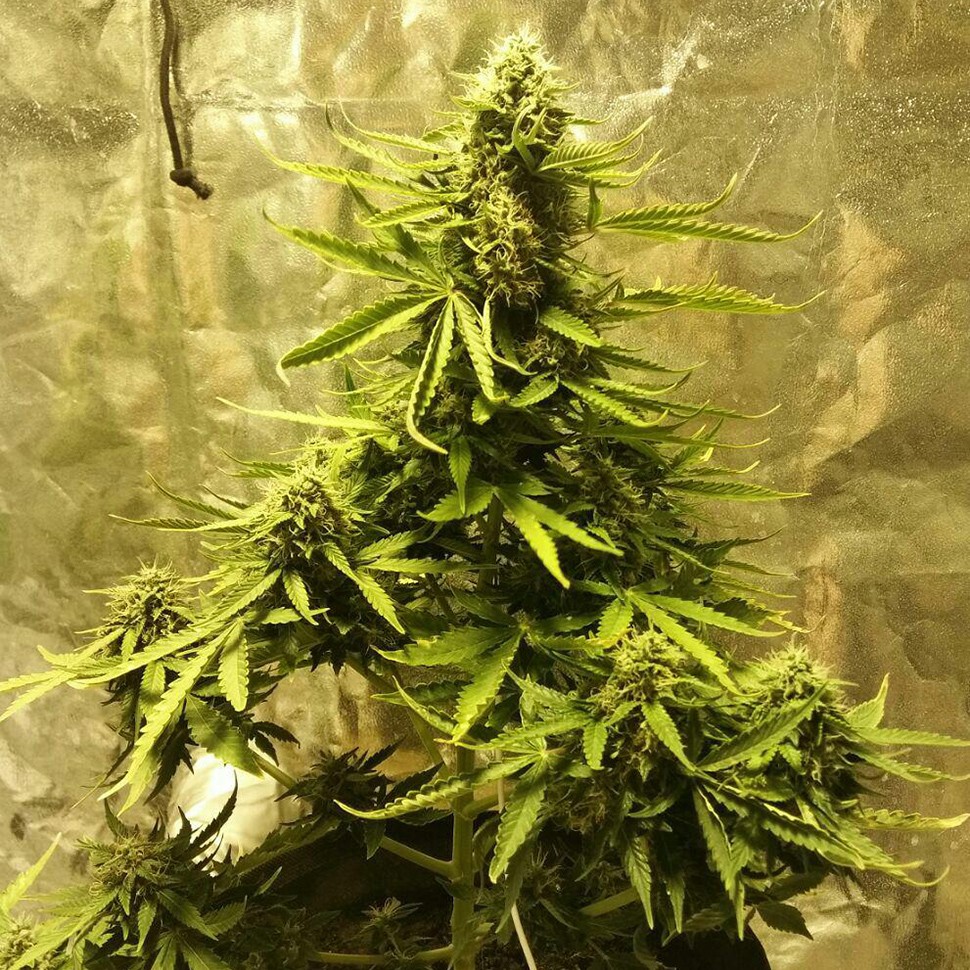 Качественные семена марихуаны Auto Big Bang feminised Ganja Seeds