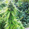 Семена конопли Auto Big Bang feminised Ganja Seeds