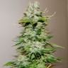 Big Bang feminised Ganja Seeds купить