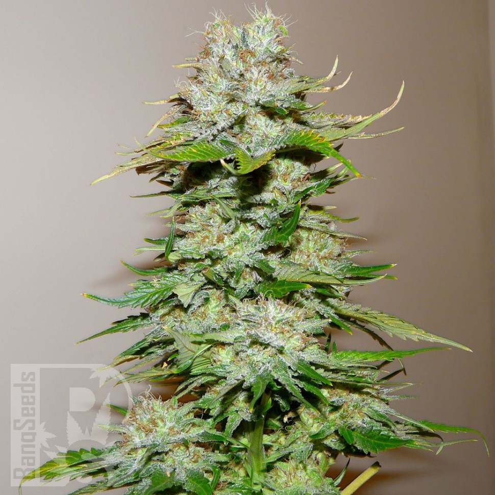 Семена марихуаны  Big Bang feminised Ganja Seeds