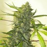 Big Bang feminised Ganja Seeds заказать