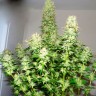 Big Bang feminised Ganja Seeds оптом