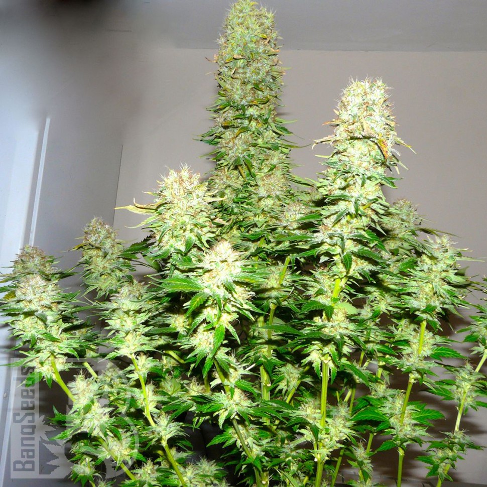 Big Bang feminised Ganja Seeds оптом