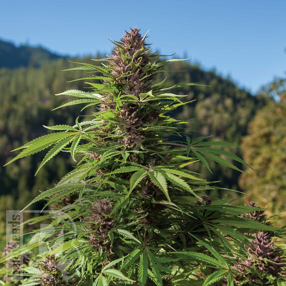 Семена конопли  Northern Soul feminised Ganja Seeds