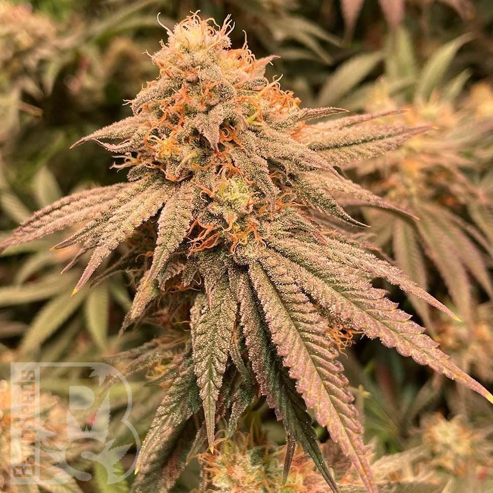 Семена конопли  Northern Soul feminised Ganja Seeds