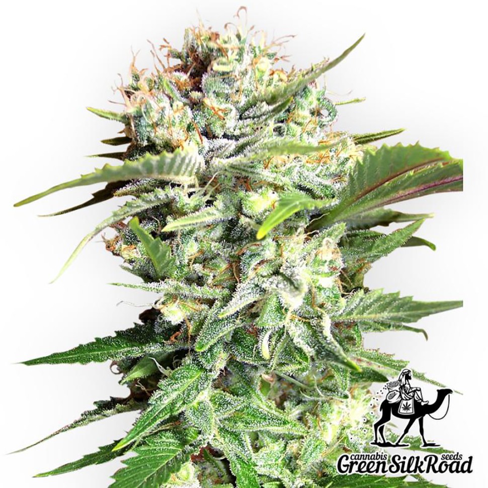 Семена ганжа  Bubble Gum feminised Green Silk Road Seeds