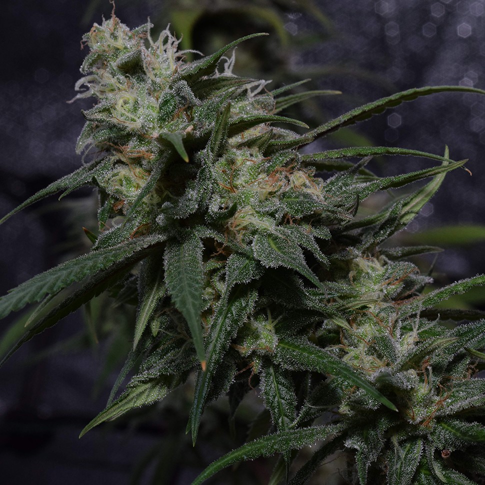 семена конопли Нур-Султан Auto Original Berry feminised Victory Seeds