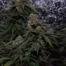 семена конопли в интернете Auto Original Berry feminised Victory Seeds