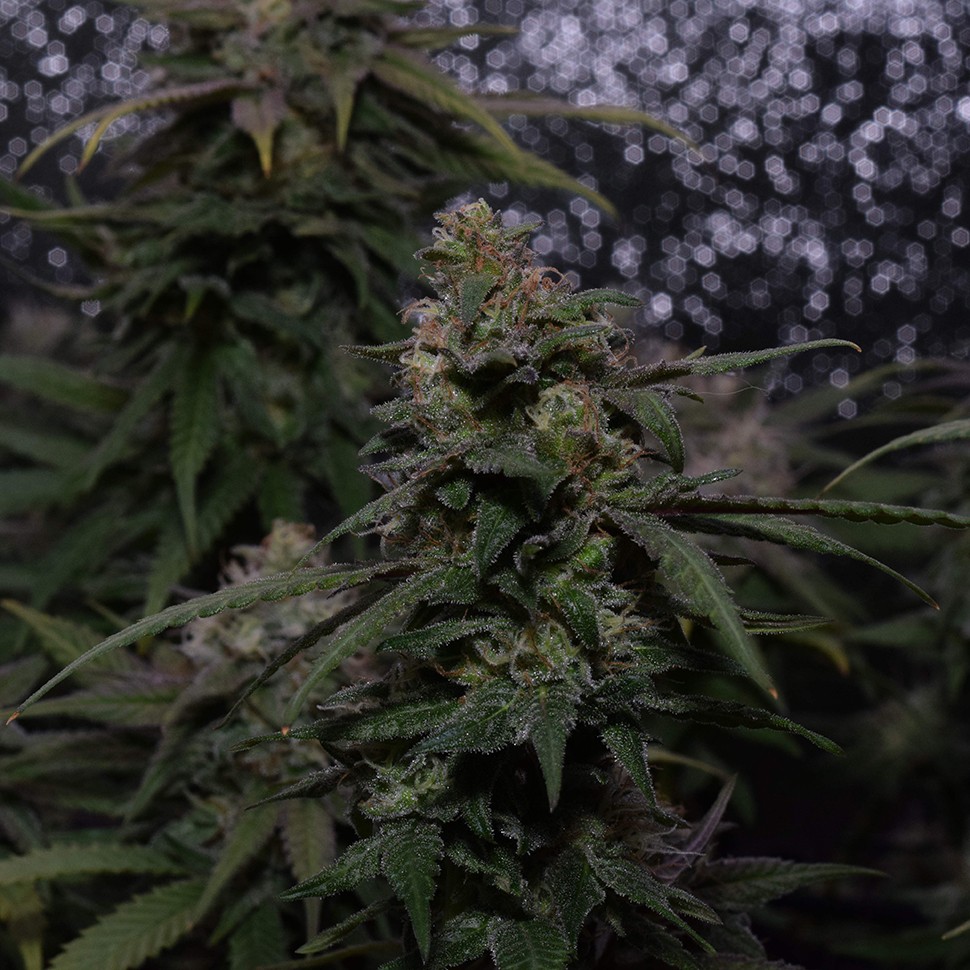 семена конопли в интернете Auto Original Berry feminised Victory Seeds