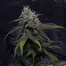 семена индийской конопли Auto Original Berry feminised Victory Seeds