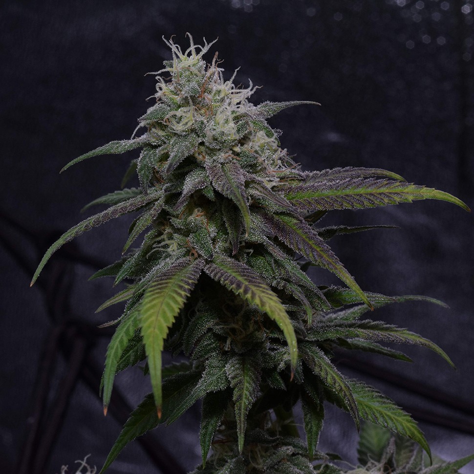 Семена  Auto Original Berry feminised Victory Seeds