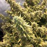 семена конопли Auto Big Bud XXL feminised Ganja Seeds