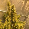 качественные семена конопли Auto Big Bud XXL feminised Ganja Seeds