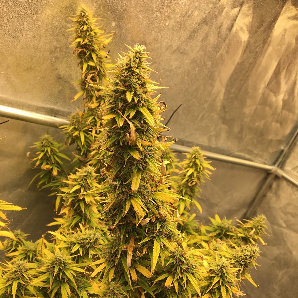 качественные семена конопли Auto Big Bud XXL feminised Ganja Seeds