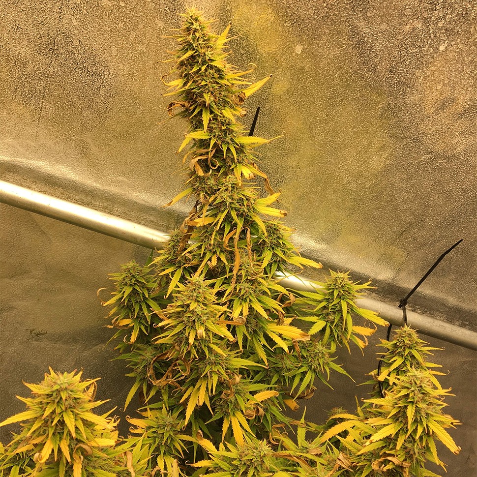 семена конопли в Казахстане Auto Big Bud XXL feminised Ganja Seeds