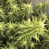 семена конопли с доставкой в Казахстане Auto Big Bud XXL feminised Ganja Seeds