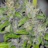 Семена конопли  Big Dutch Bud feminised Ganja Seeds