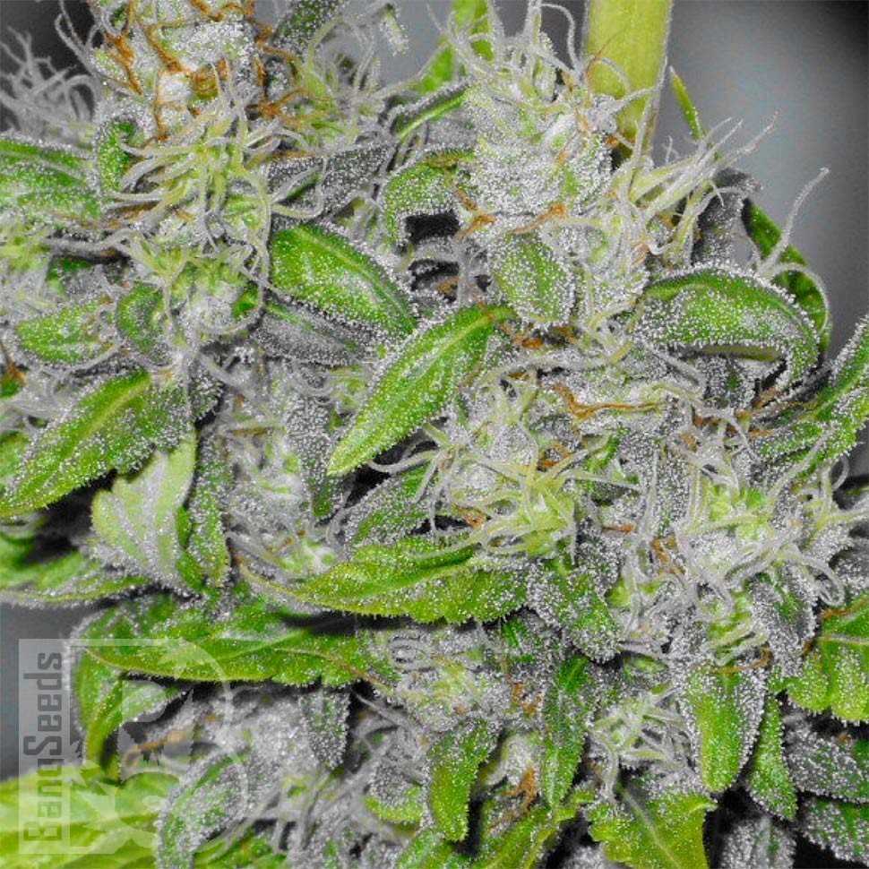 Семена конопли  Big Dutch Bud feminised Ganja Seeds