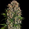 Семена конопли  Big Dutch Bud feminised Ganja Seeds