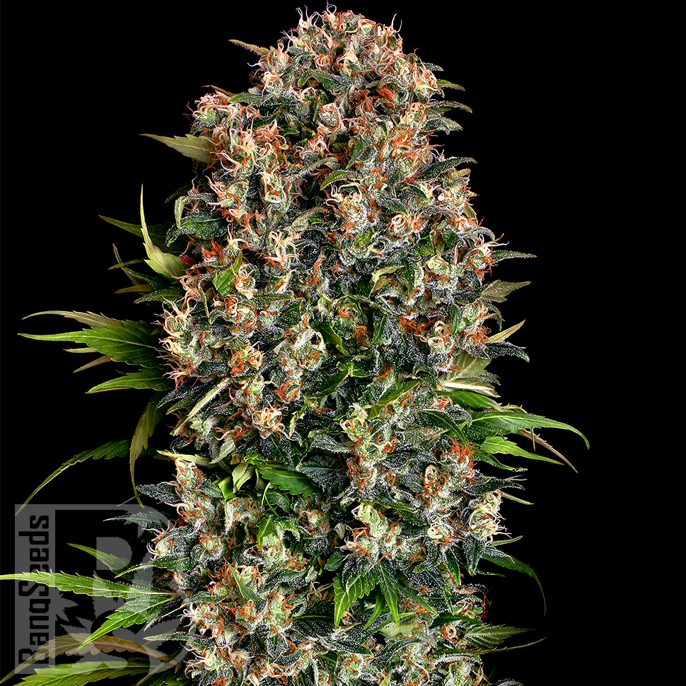 Семена конопли  Big Dutch Bud feminised Ganja Seeds