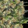 Семена конопли  Big Dutch Bud feminised Ganja Seeds