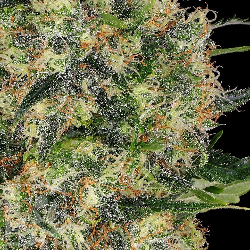 Семена конопли  Big Dutch Bud feminised Ganja Seeds