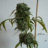 заказ семян конопли Алма-Ата Kali Mist regular Ganja Seeds