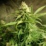 семена конопли скороспелый купить Auto Original Limonade Skunk feminised Victory Seeds