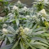 семена конопли гидропоники Auto Original Limonade Skunk feminised Victory Seeds