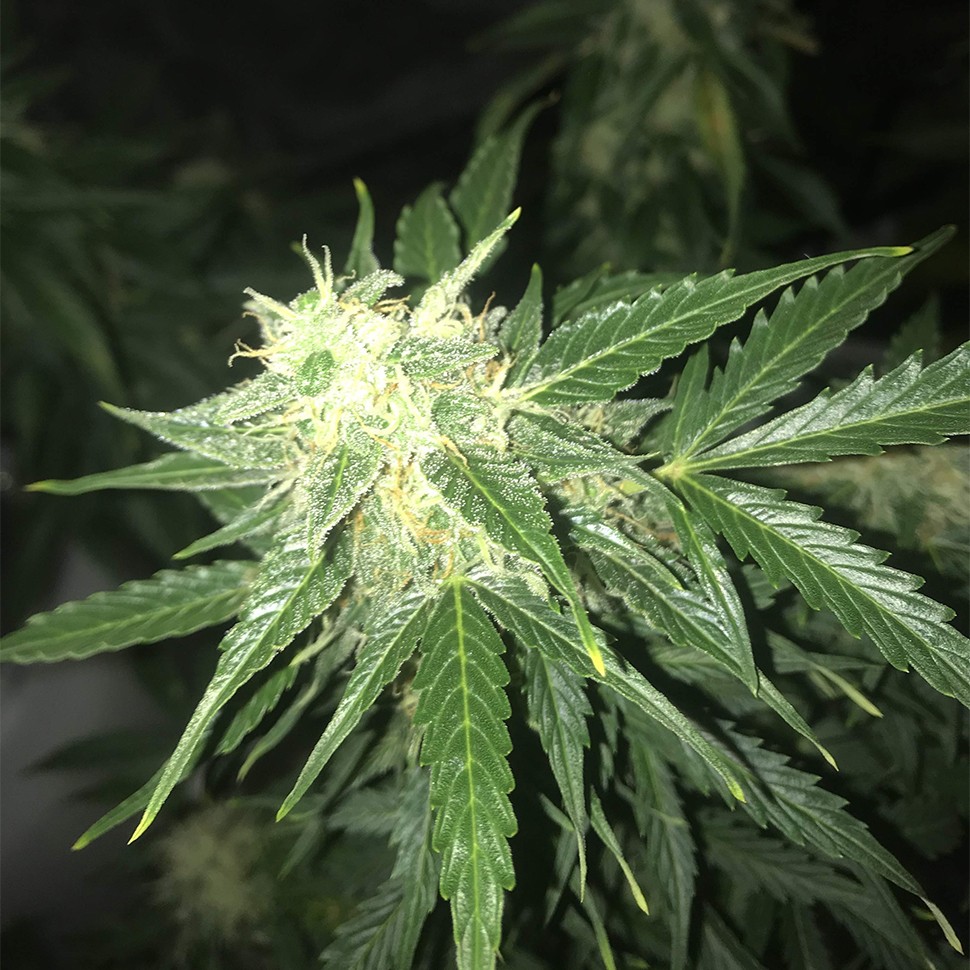 безопасная покупка семян конопли Auto Critical XXL feminised Ganja Seeds