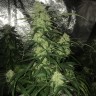 семена конопли Auto Critical XXL feminised Ganja Seeds