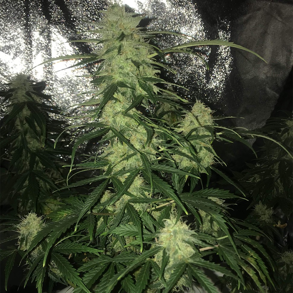 Семена конопли  Auto Critical XXL feminised Ganja Seeds