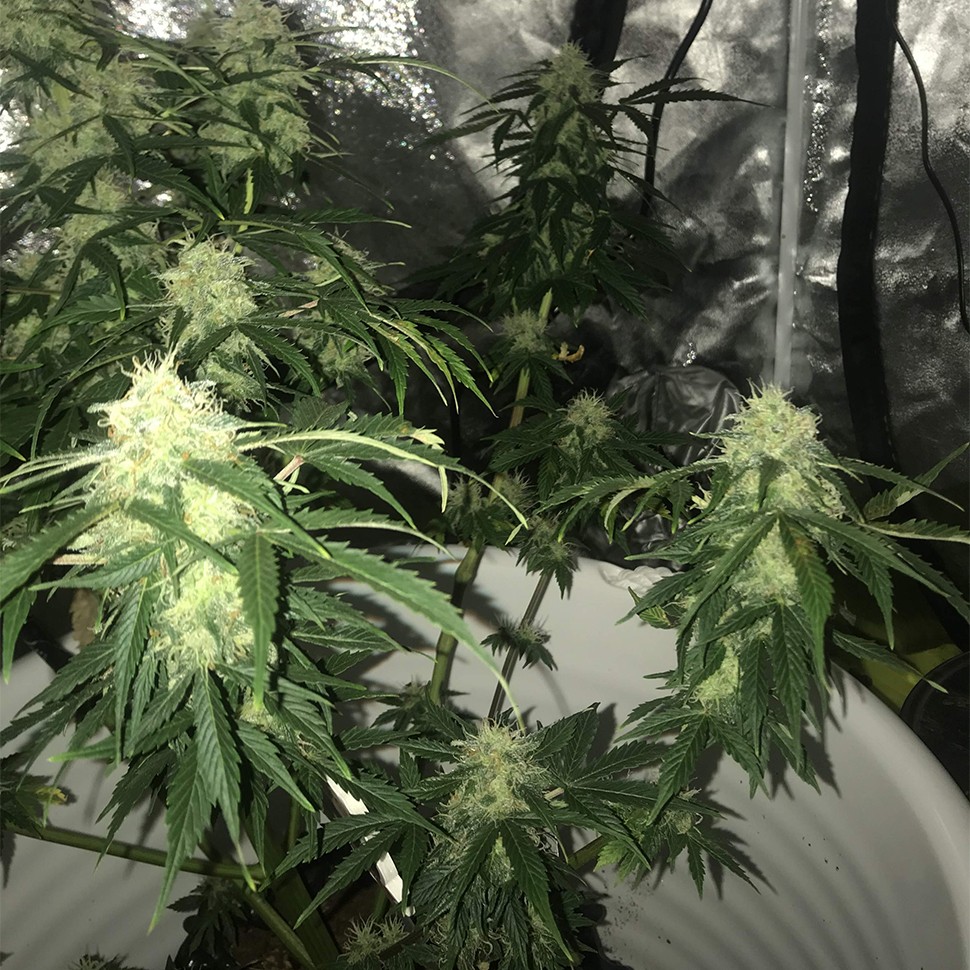 купить в Казахстане семена конопли Auto Critical XXL feminised Ganja Seeds