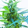 Семена марихуаны Auto Blue Kush feminised Ganja Seeds