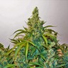 Семена конопли Auto Blue Kush feminised Ganja Seeds