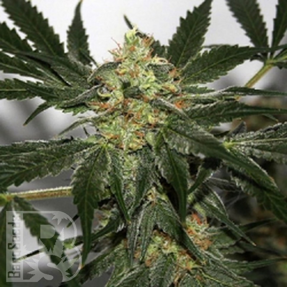 Семена  Black Domina x Early Skunk feminised Ganja Seeds