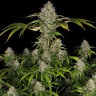 Семена  Black Domina x Early Skunk feminised Ganja Seeds