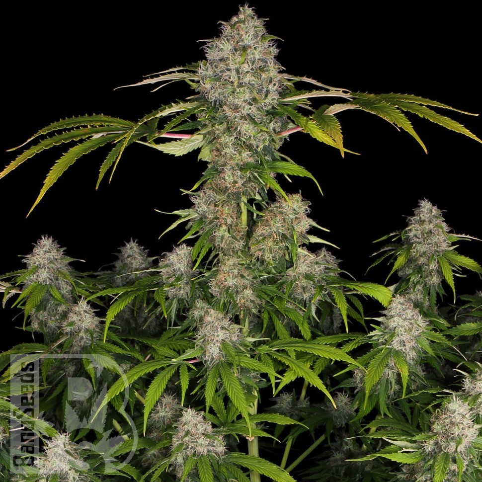 Семена  Black Domina x Early Skunk feminised Ganja Seeds