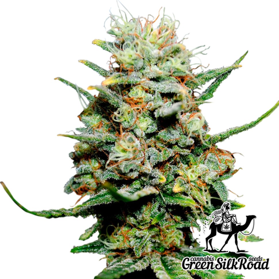 Семена марихуаны  Critical feminised Green Silk Road Seeds