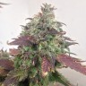 Семена марихуаны Auto Caramella feminised Ganja Seeds