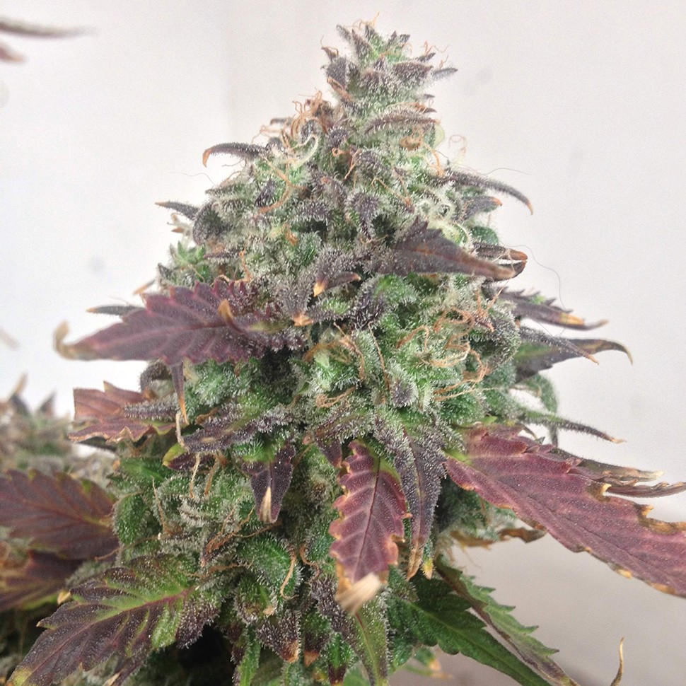 Семена ганжа  Auto Caramella feminised Ganja Seeds