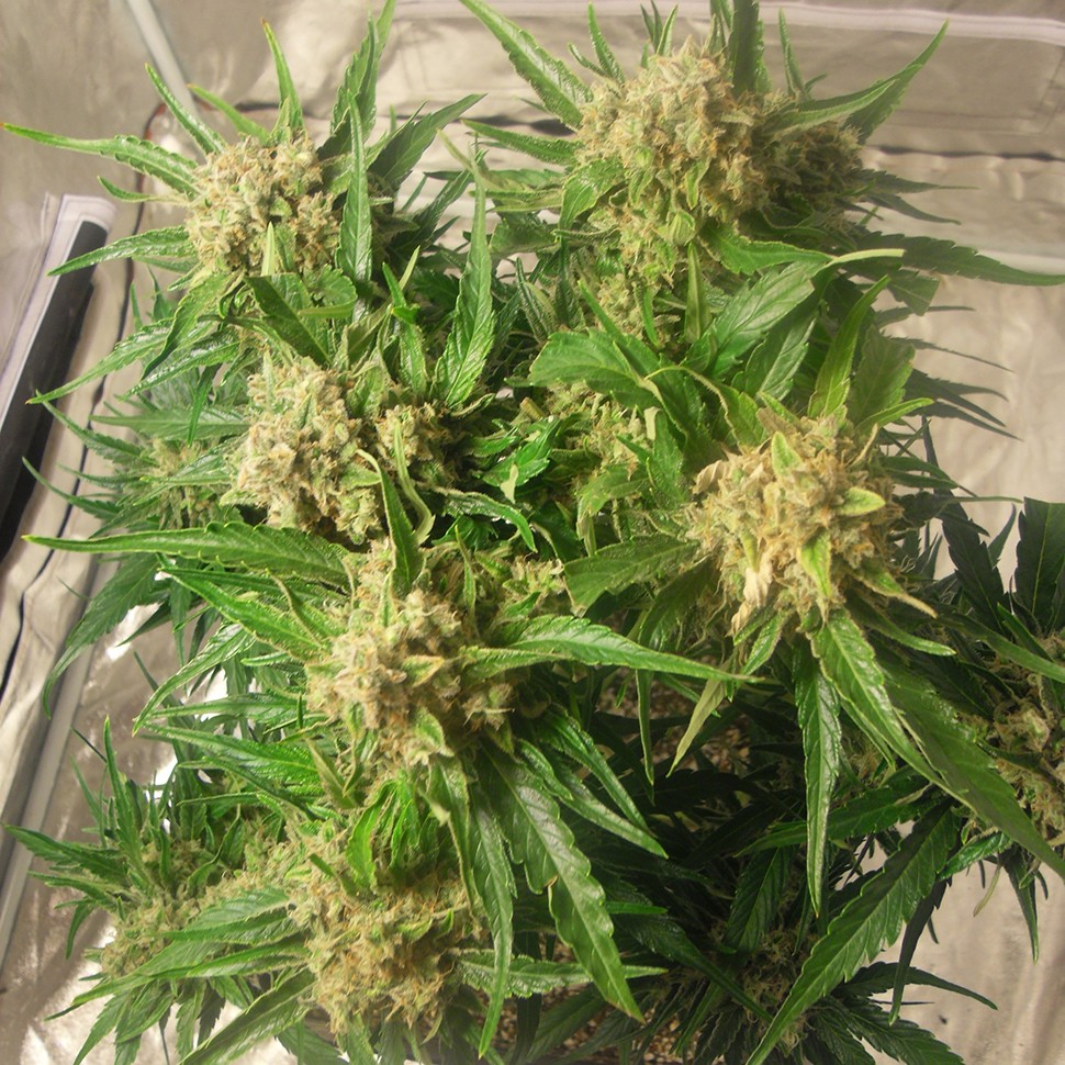 Семена каннабиса Auto Caramella feminised Ganja Seeds