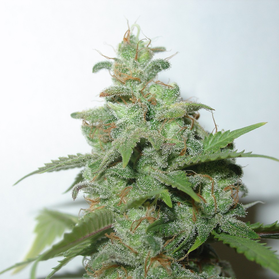 Семена конопли Auto Caramella feminised Ganja Seeds