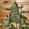 Качественные семена конопли Auto Caramella feminised Ganja Seeds