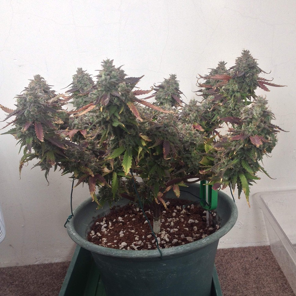 Семена конопли недорого Auto Caramella feminised Ganja Seeds