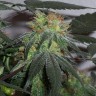 Семена конопли  Black Domina x G13 feminised Ganja Seeds