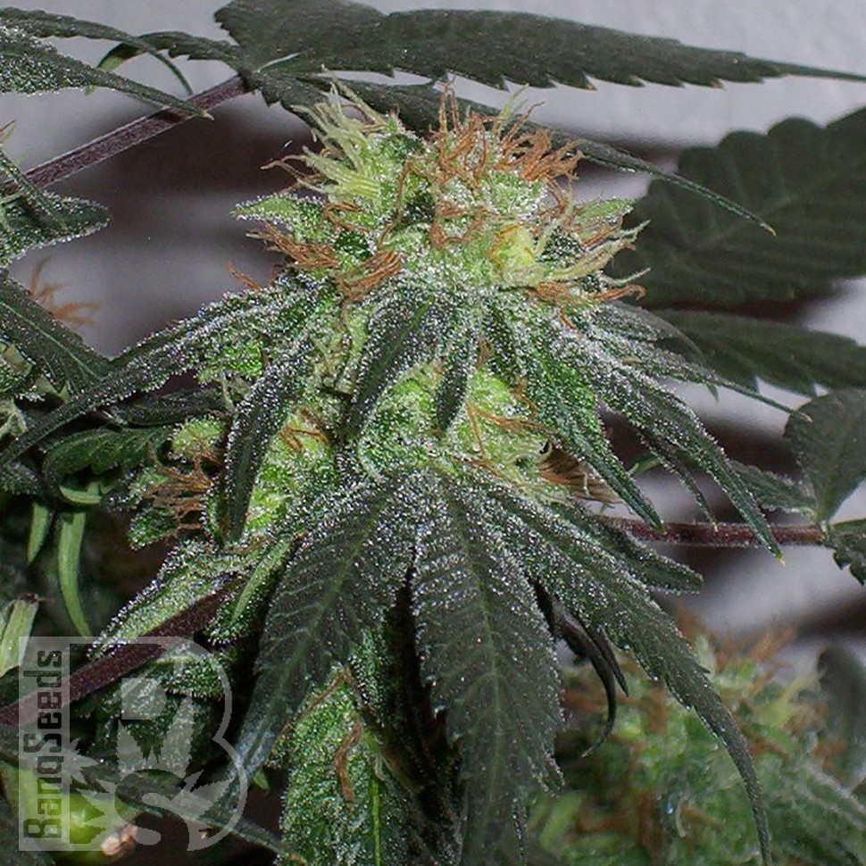 Семена конопли  Black Domina x G13 feminised Ganja Seeds