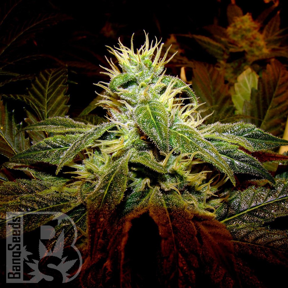 Семена конопли  Black Domina x G13 feminised Ganja Seeds