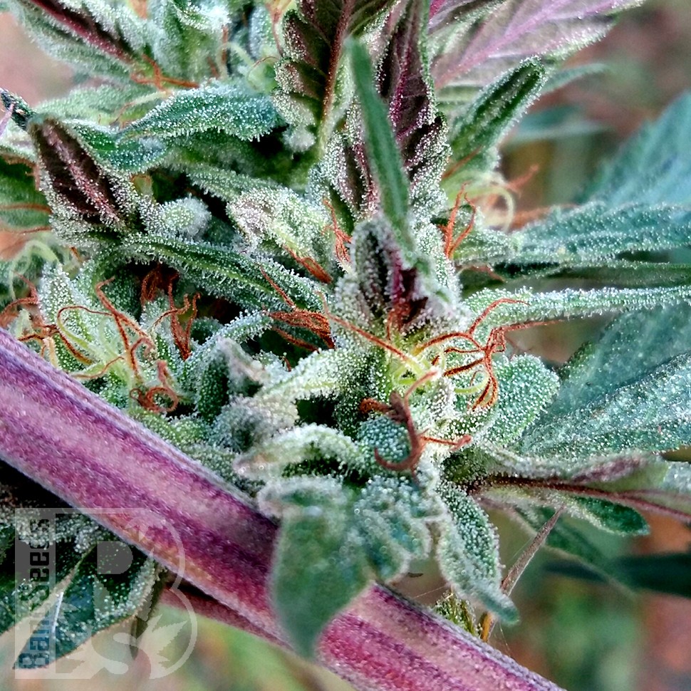 Семена каннабиса  Pepoberry feminised Ganja Seeds